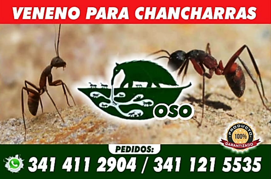 Publicidad Oso 2026